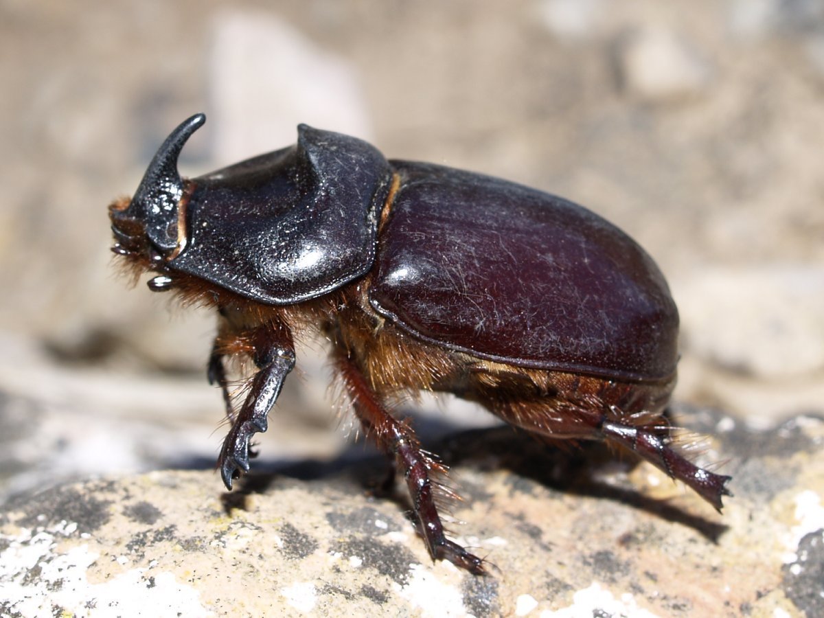 Ильмовый заболонник