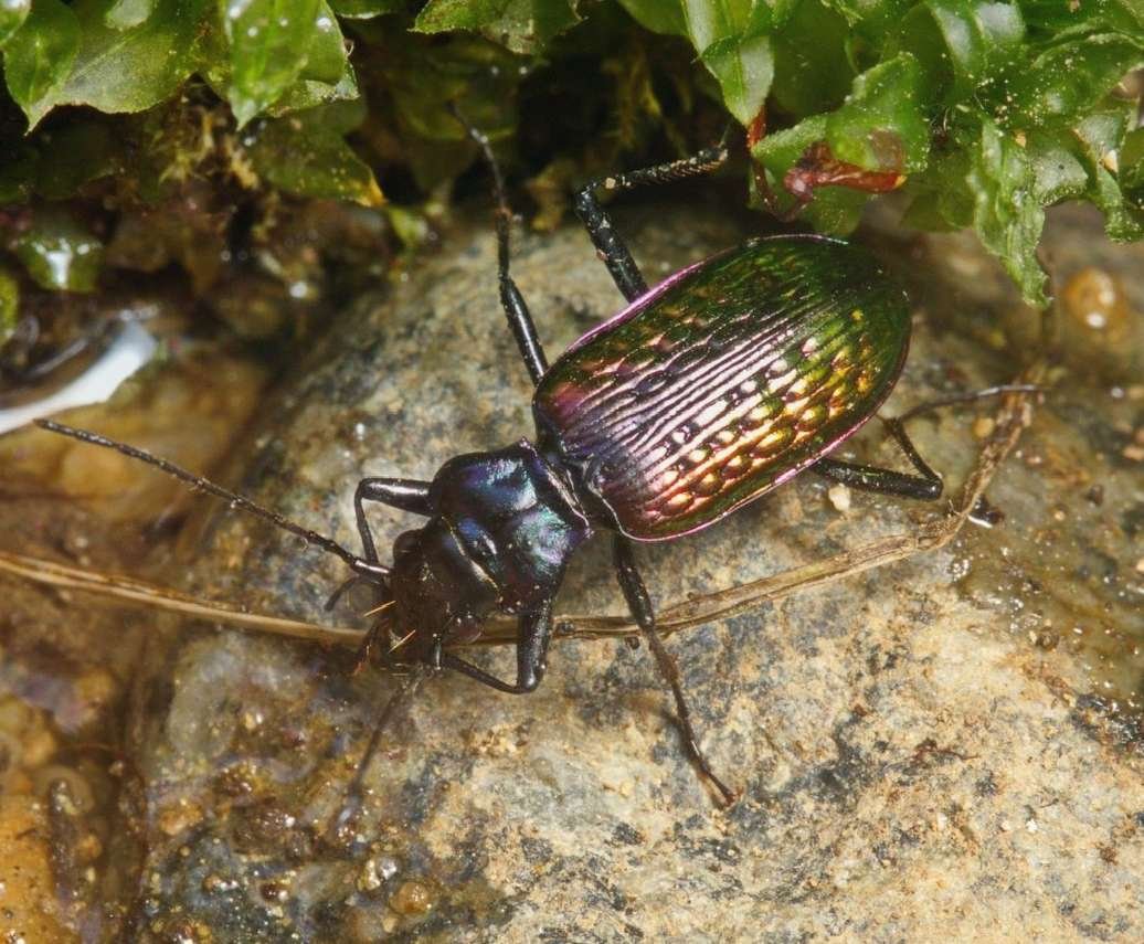 Жук Карабус жужелица Лесная