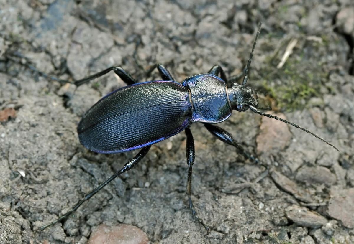 Жук жужелица Садовая