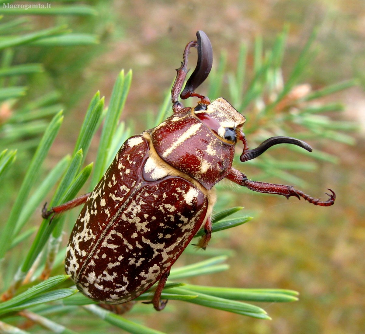 Мраморный хрущ Жук