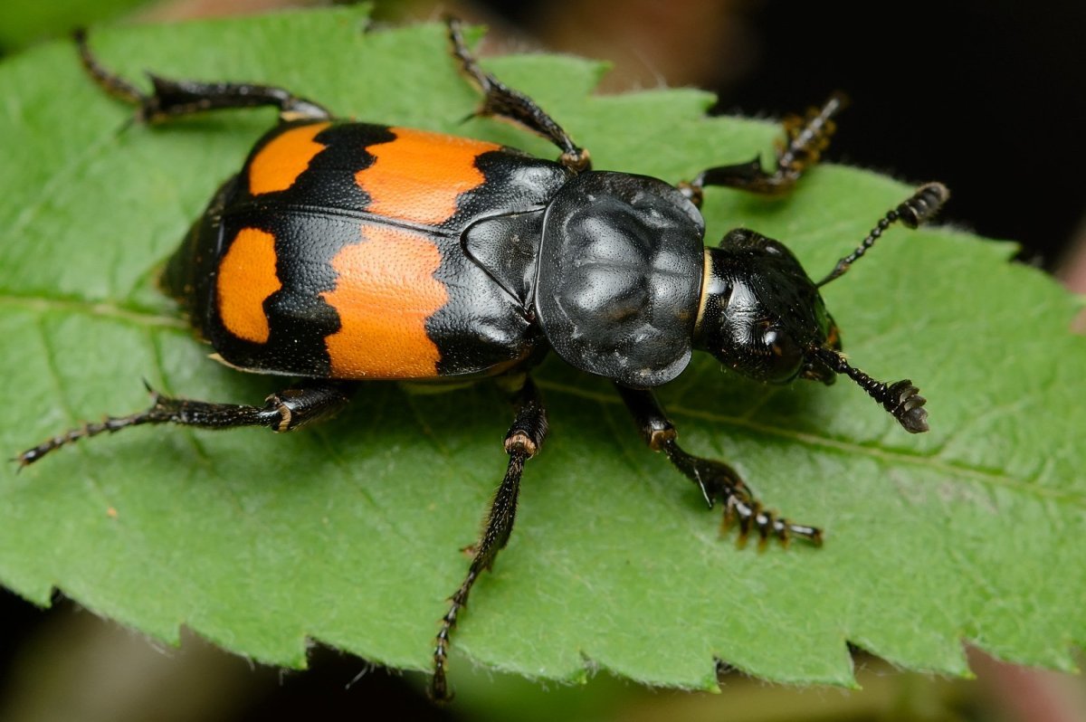 Жук мертвоед Nicrophorus