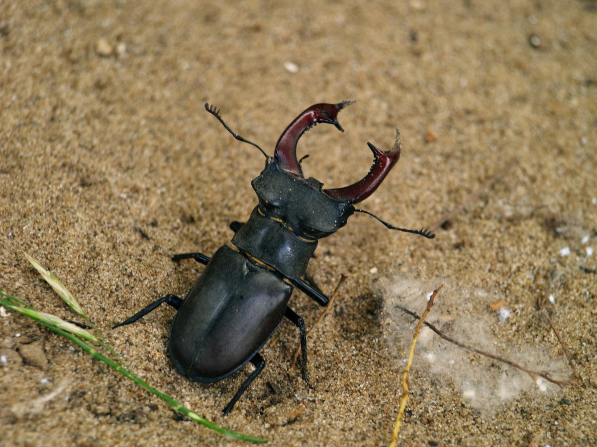 Дальневосточный Жук Рогач