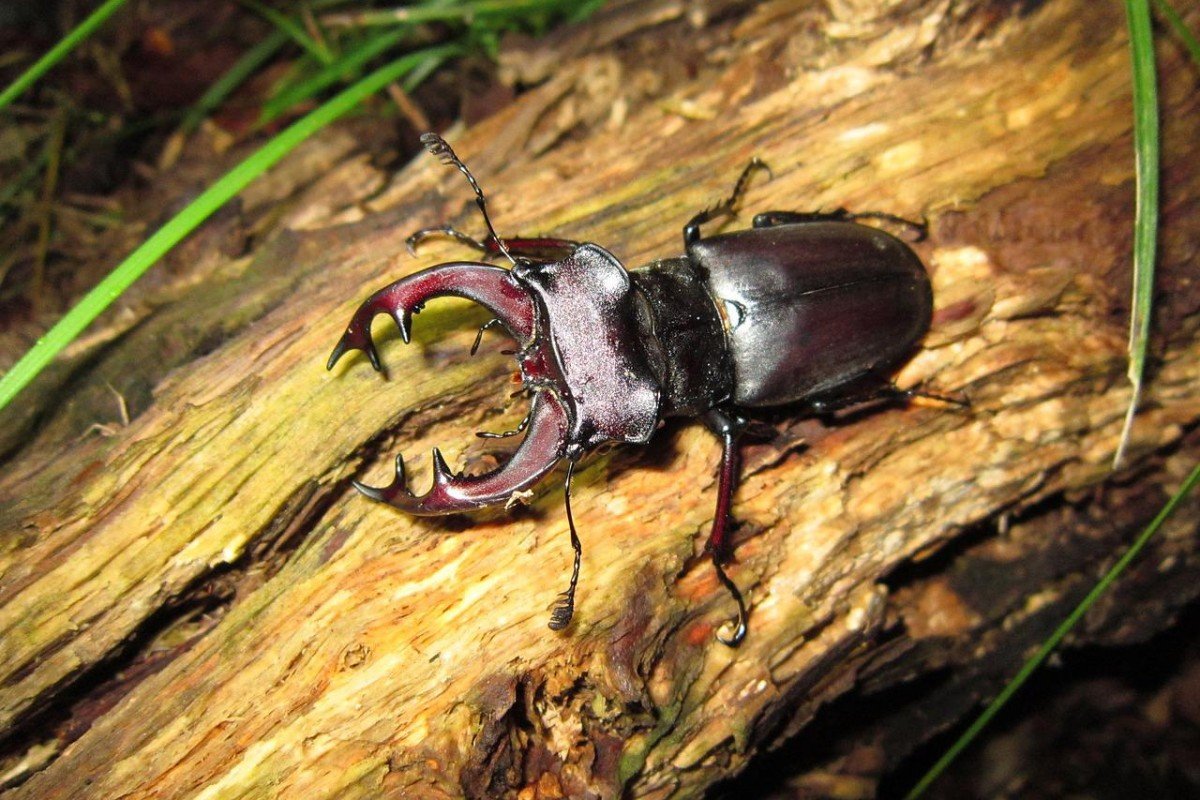 Жук Рогач Крымский