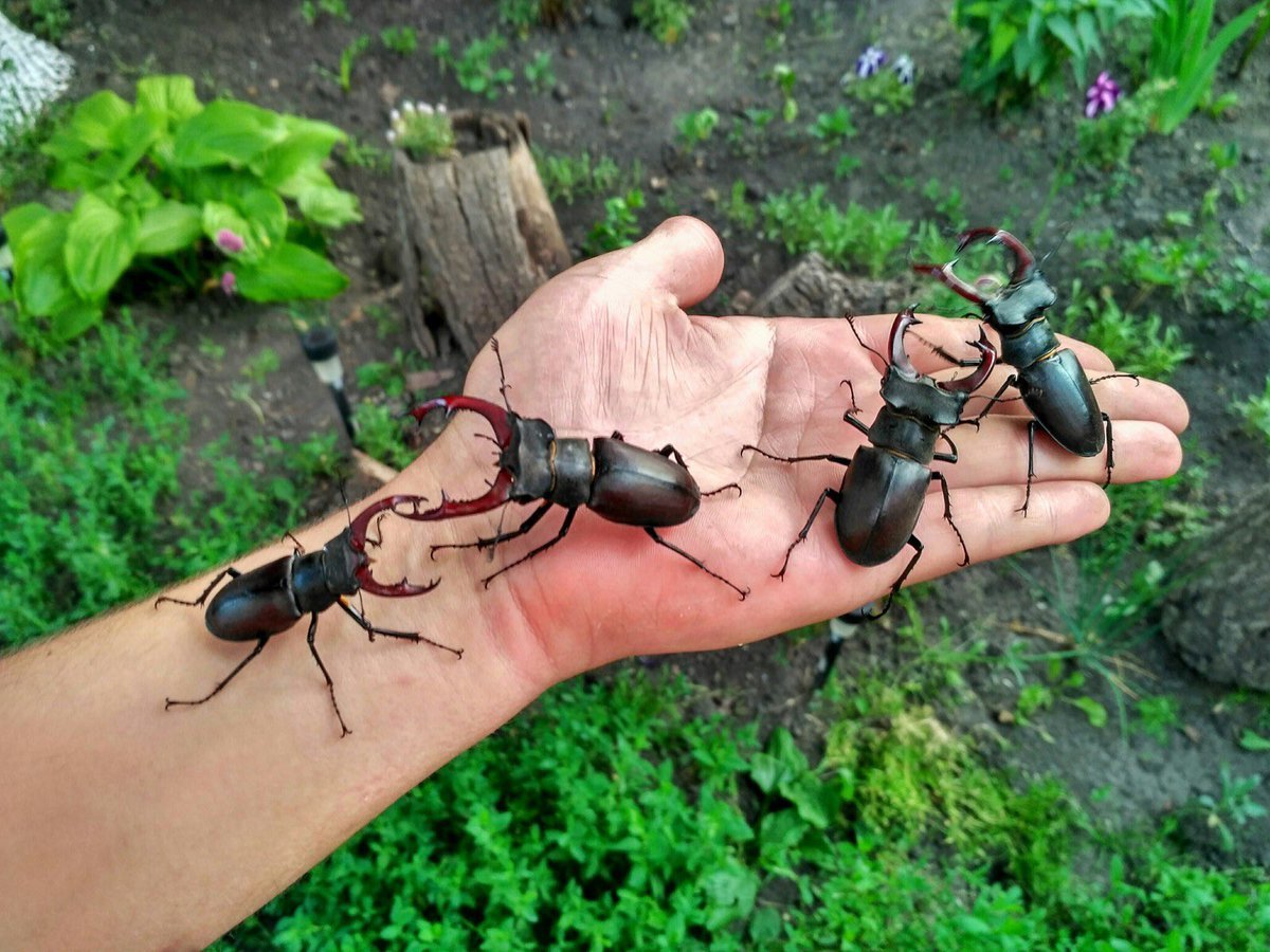 Люканида Жук олень