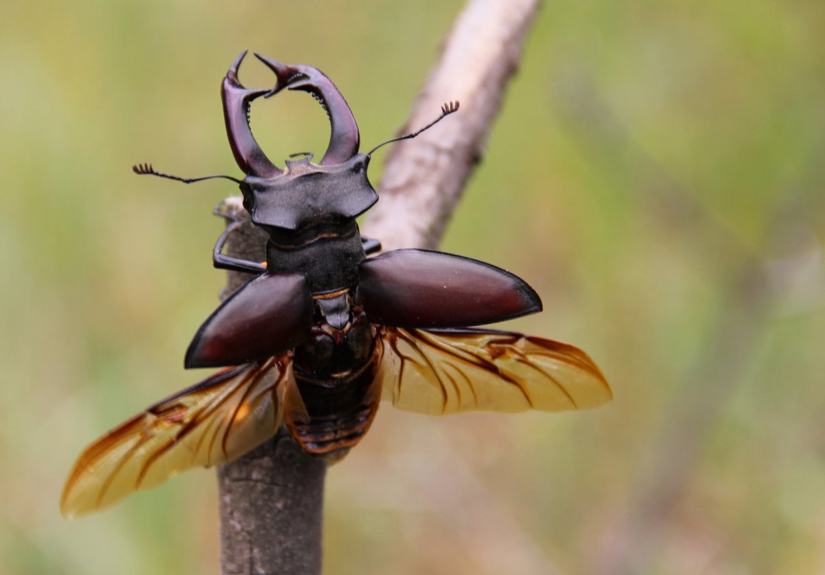 Майский Жук Рогач