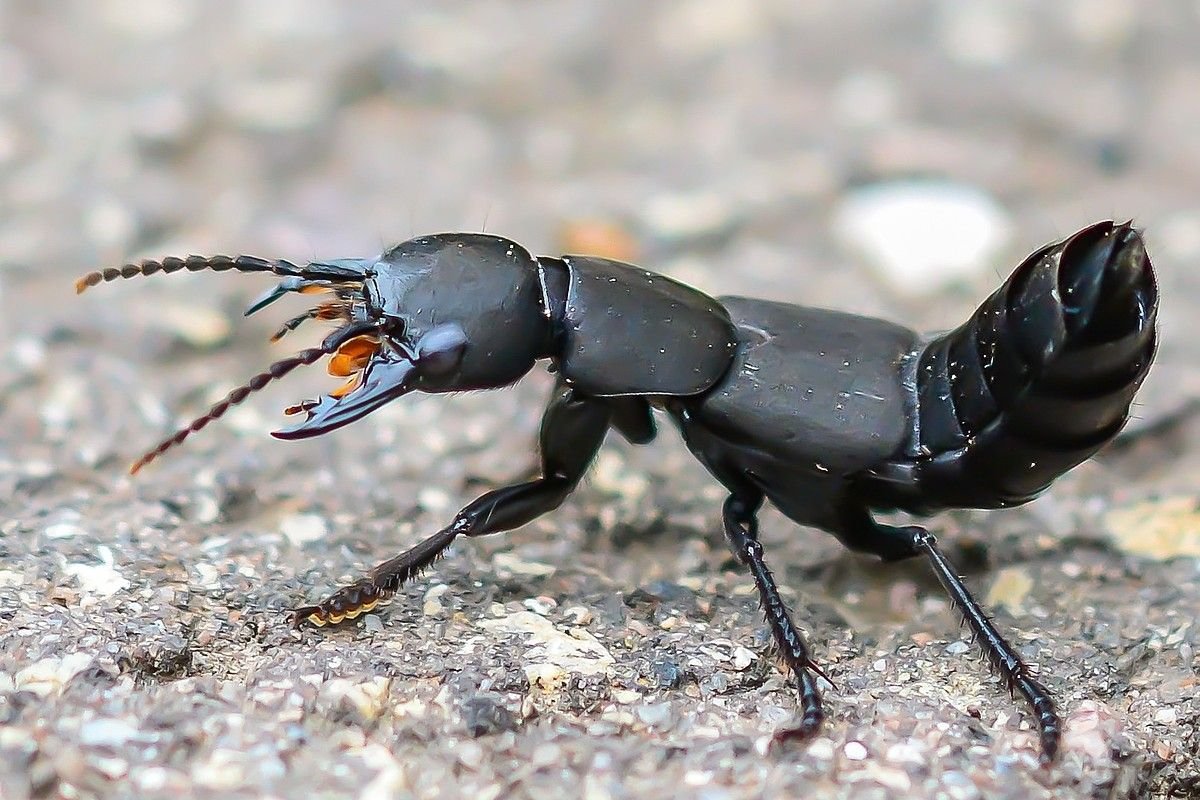 Стафилин пахучий