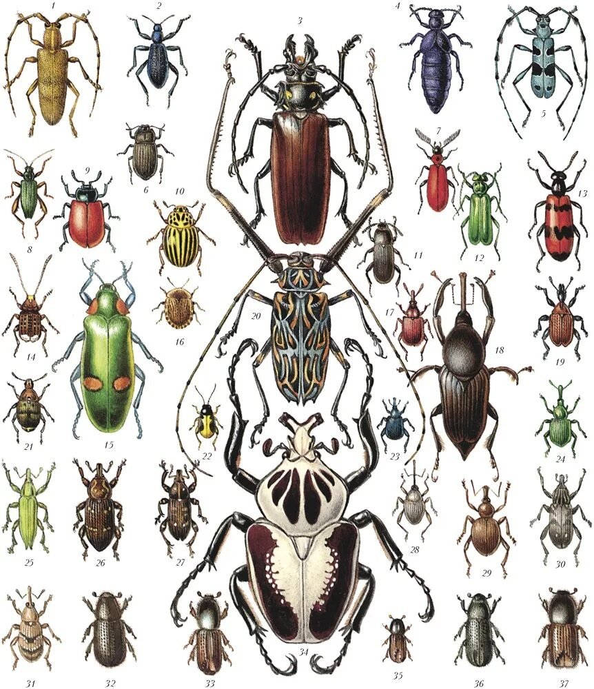 Разновидности жесткокрылых Жуков