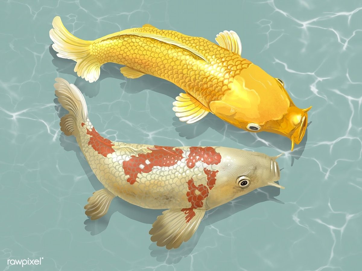 Карп кои золотой вуалевый