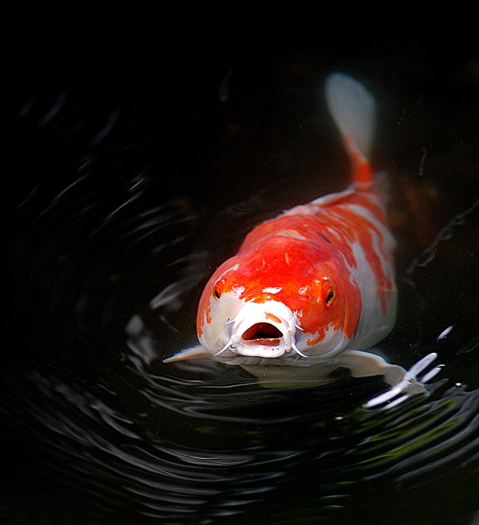 Сазан аквариумная рыбка