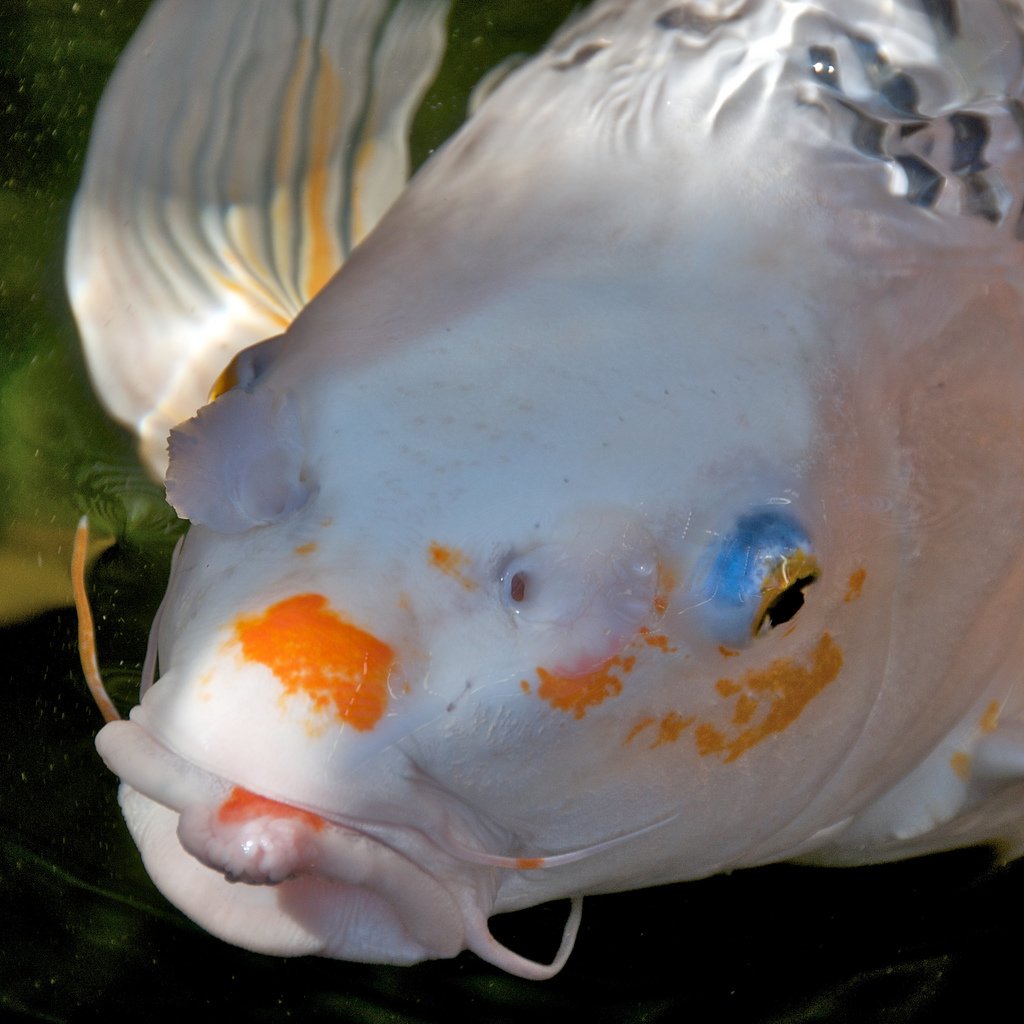 Карп кои белый