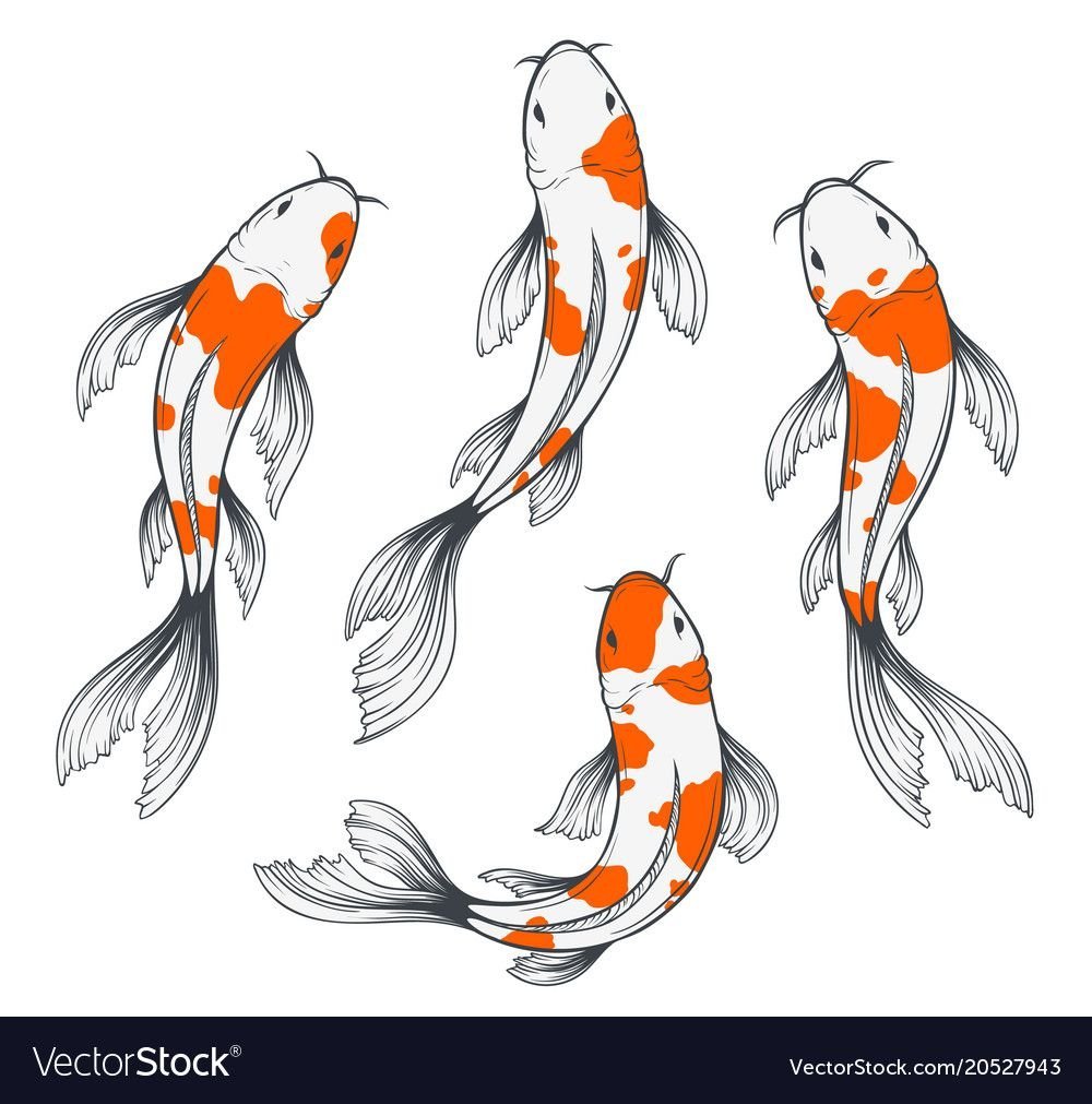 Рыбы японские карпы референс