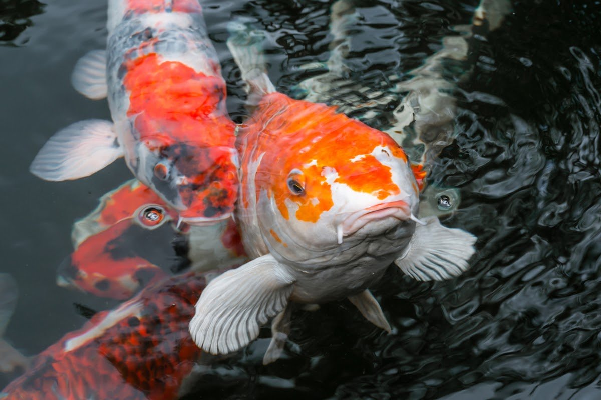 Рыбки кои снизу