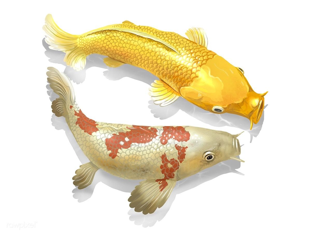 Рыбки кои сбоку