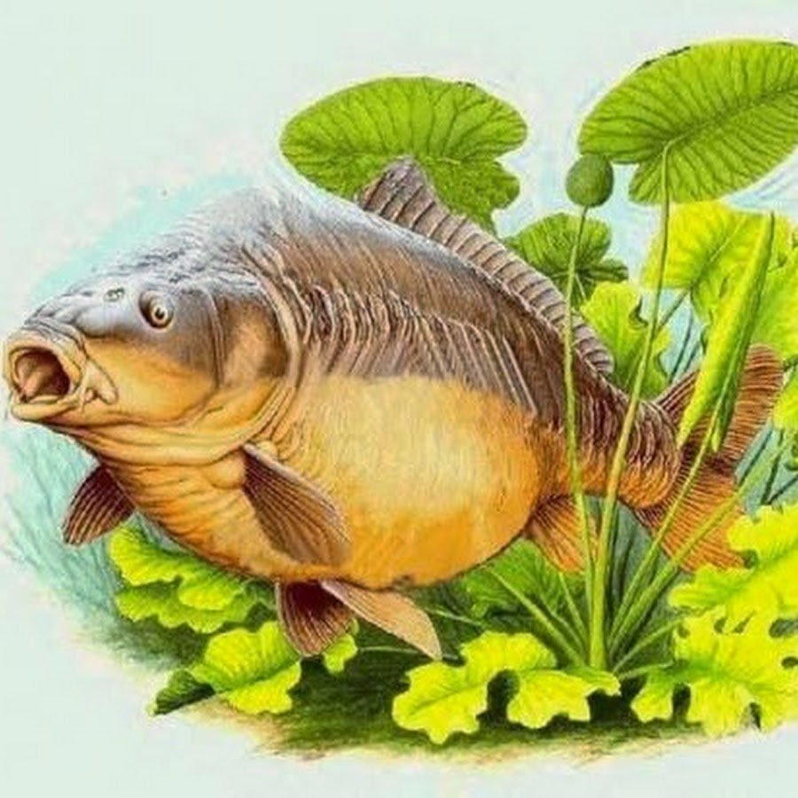 Сазан рисунок