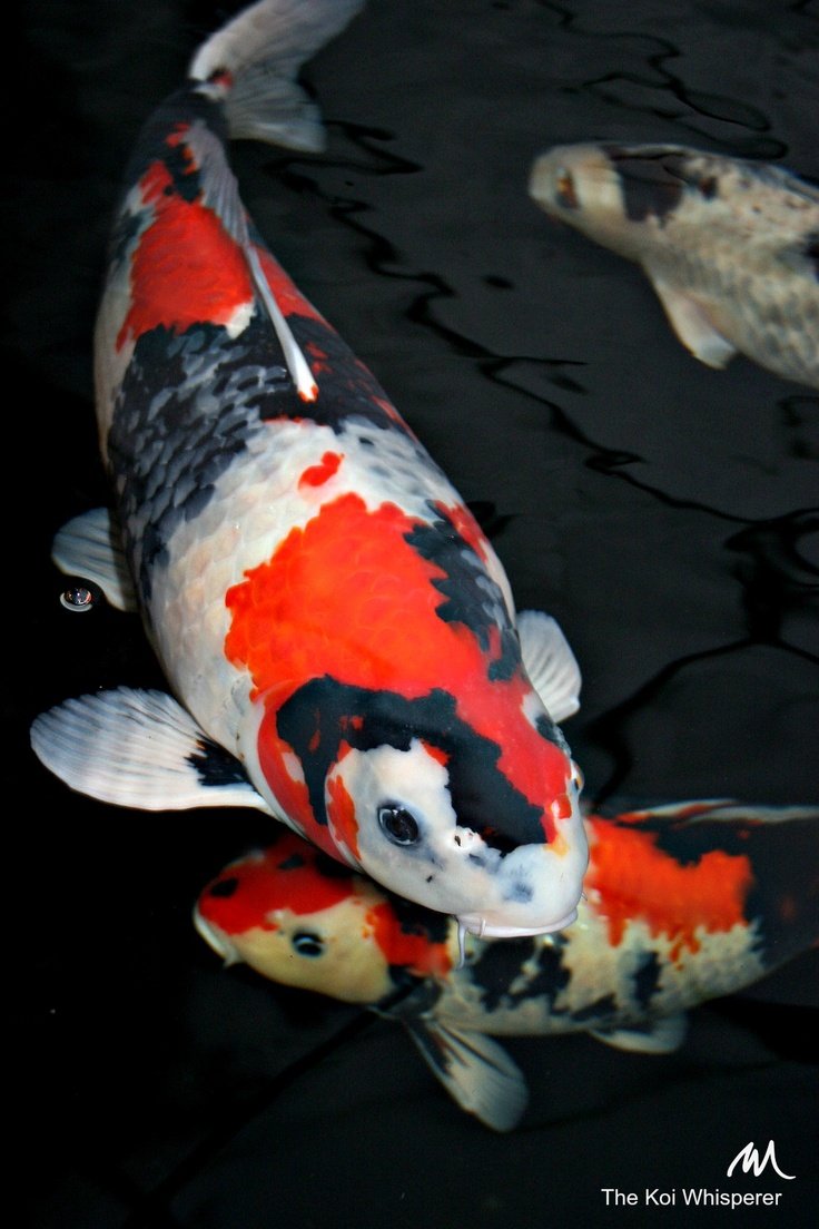 Карпы кои в аквариуме