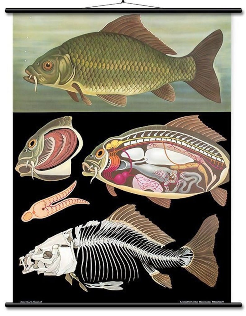 Анатомия карпа