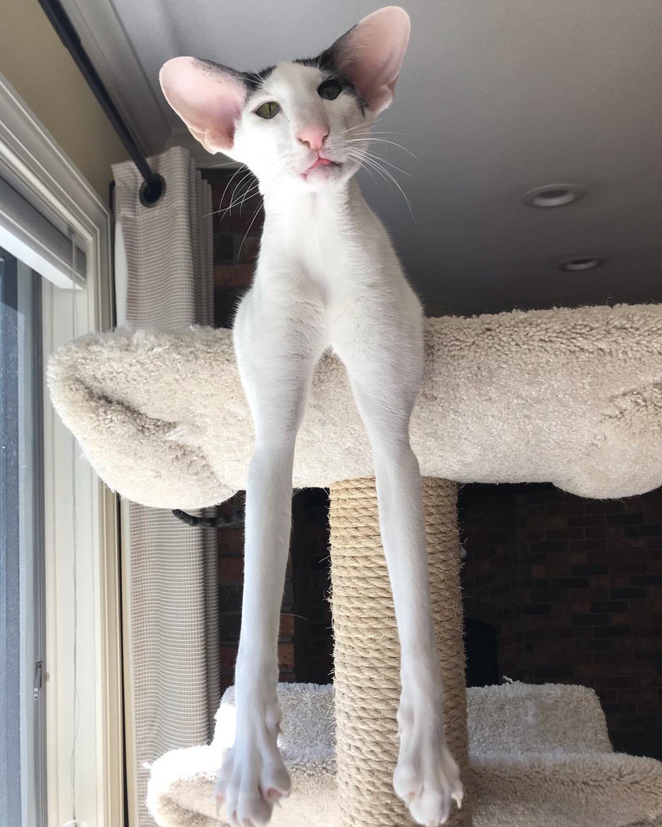 Коты ориенталы грузины