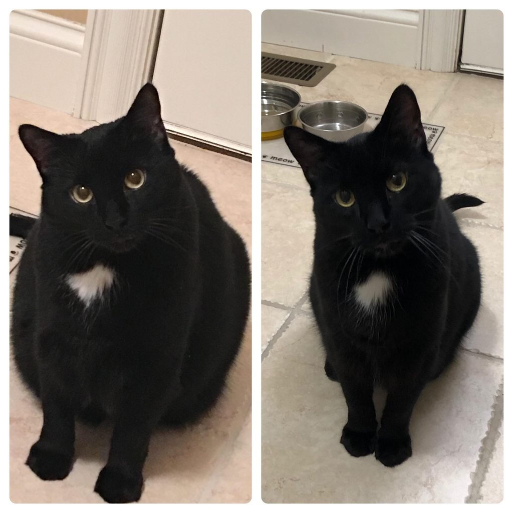 Кот похудение