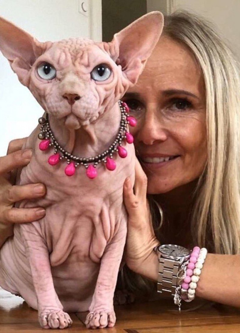 Самая лысая кошка в мире