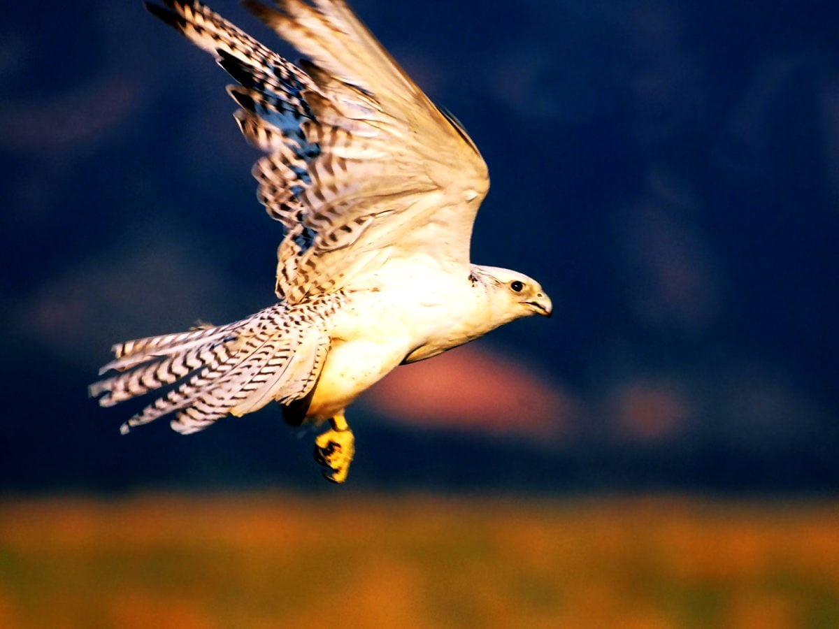 Хищные птицы Кречет