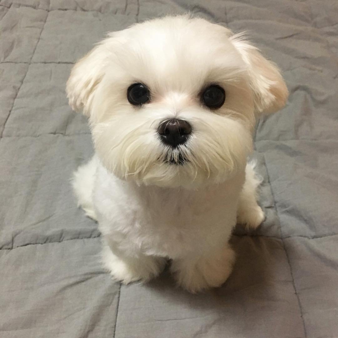 Самоедская лайка