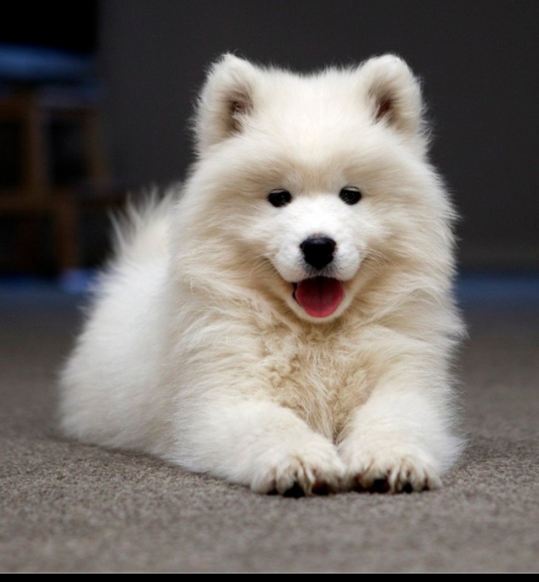 Померанский шпиц Teacup.