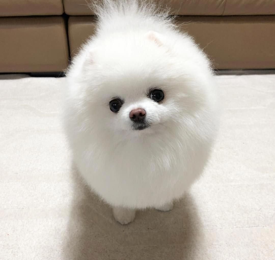 Мальтийский шпиц