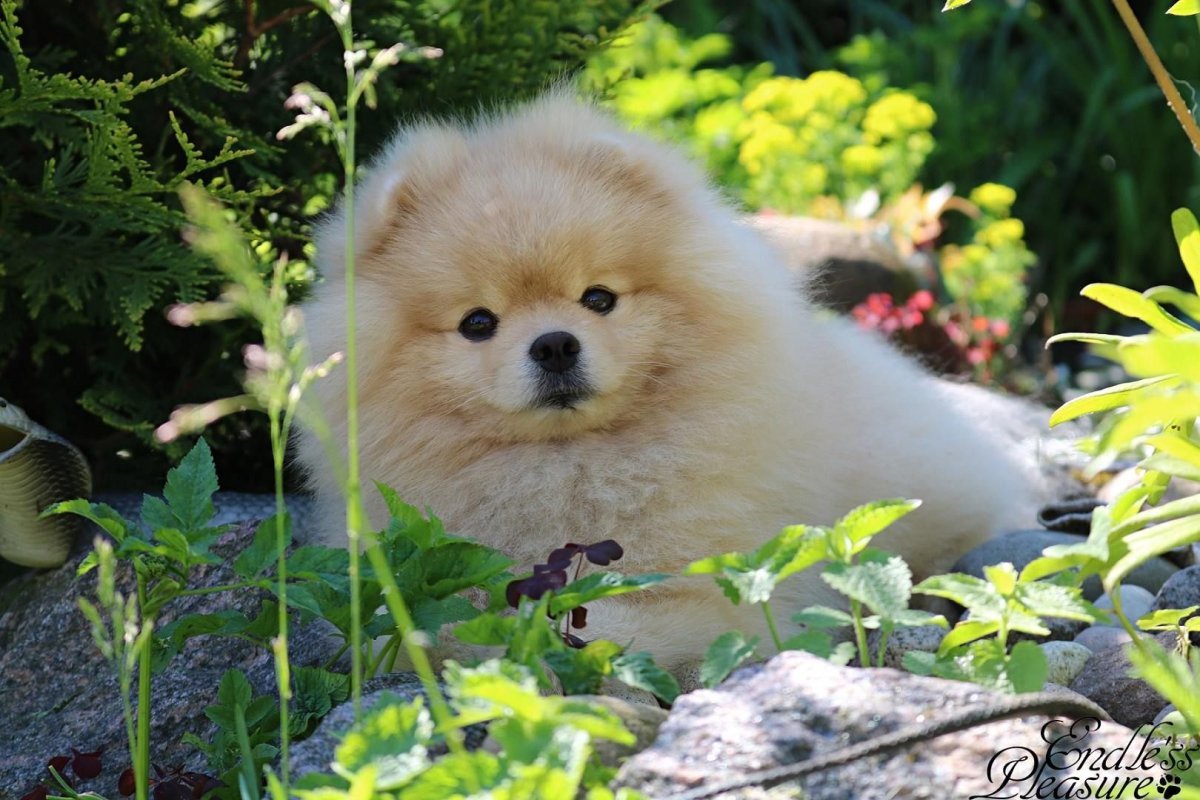 Европейский шпиц