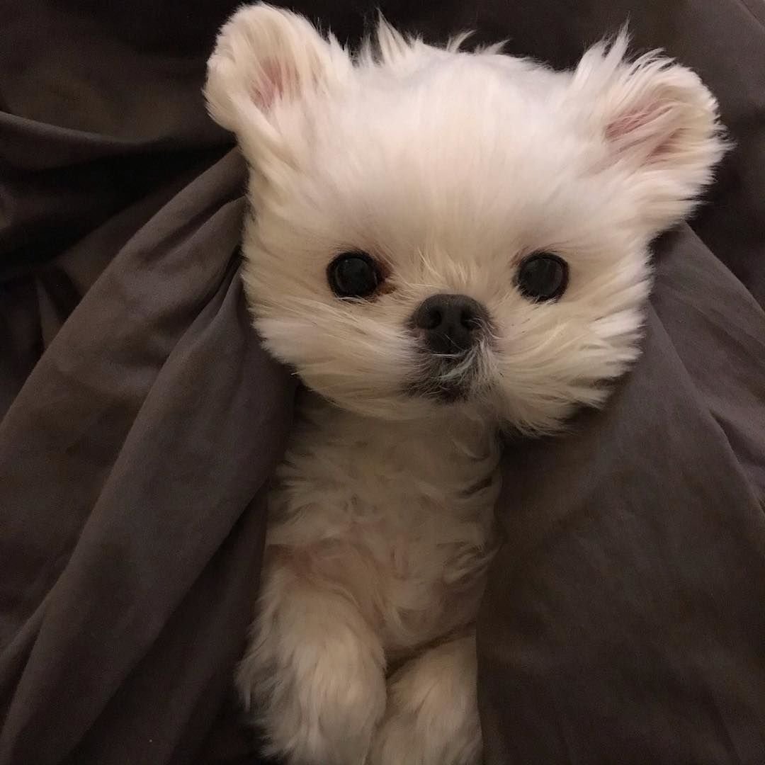 Торты в форме животных