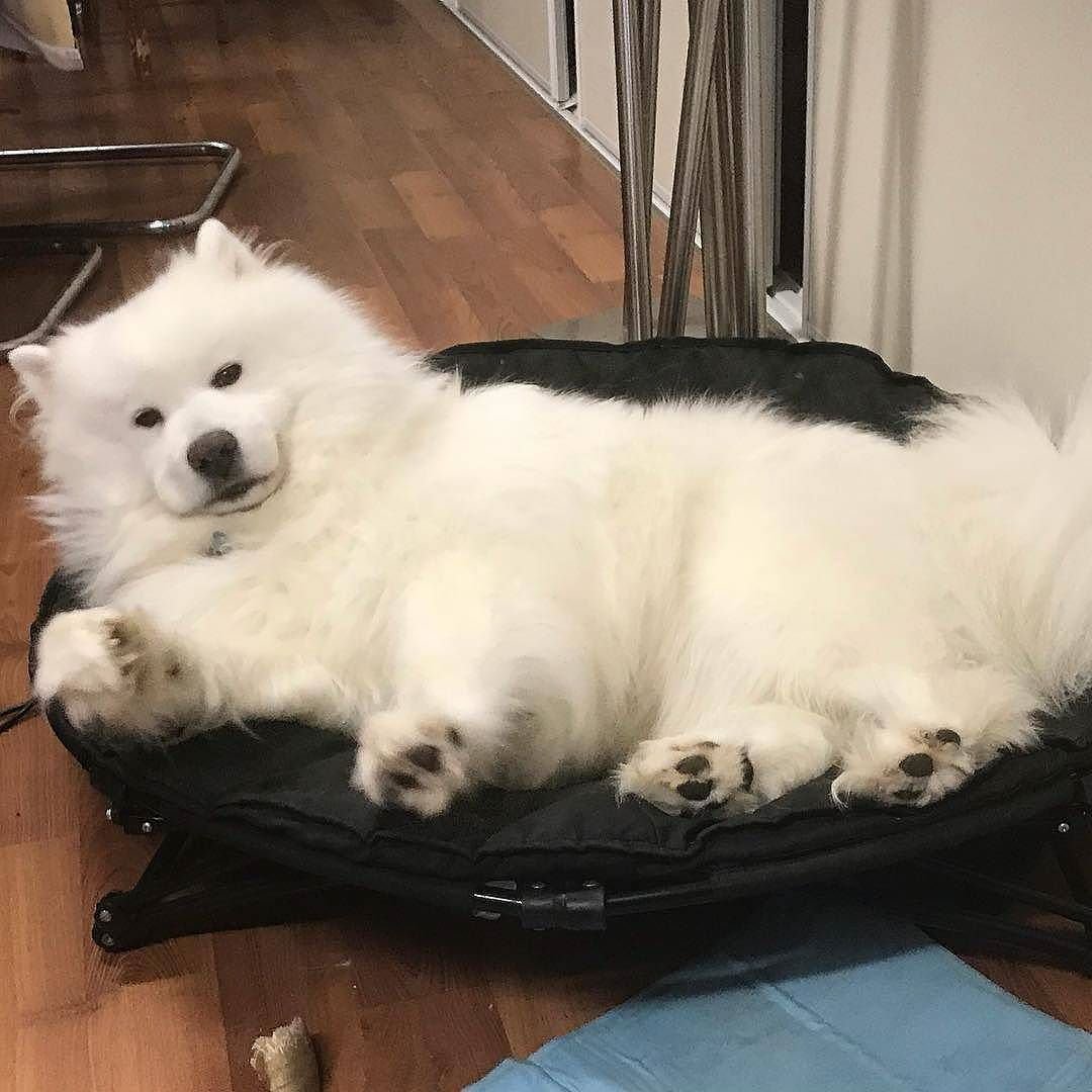 Шпица алмазная