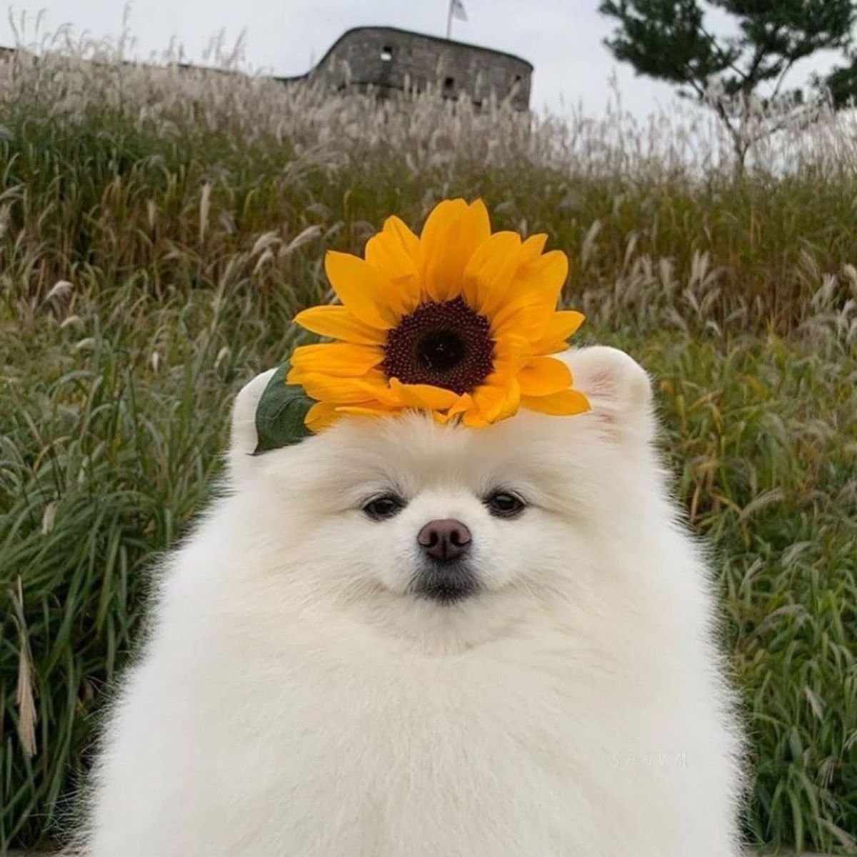 Померанский шпиц Эстетика