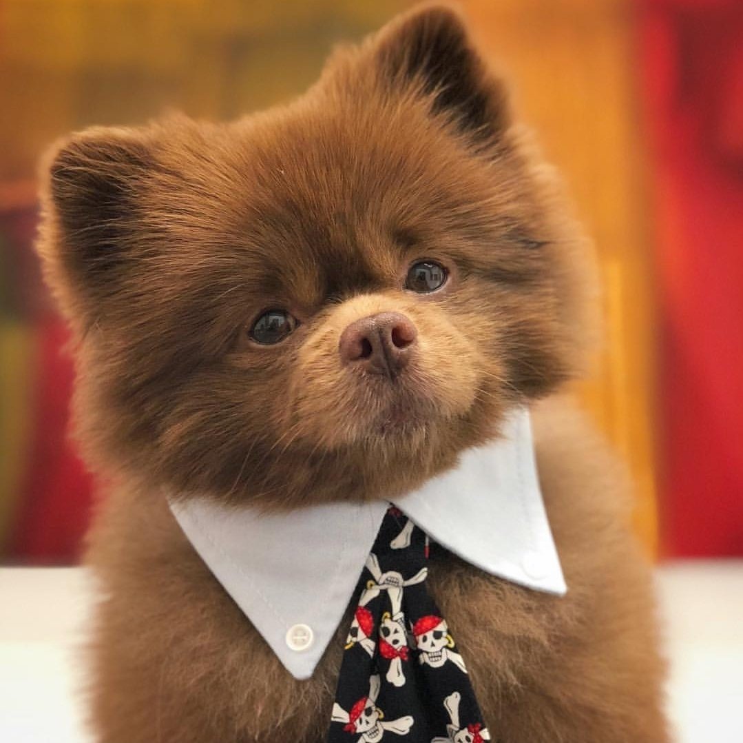 Померанский шпиц МУТАНТ