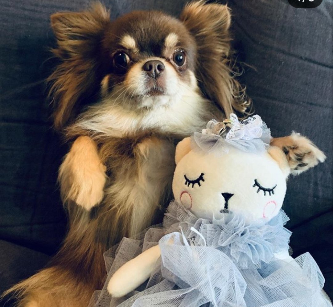 Померанский шпиц корейский