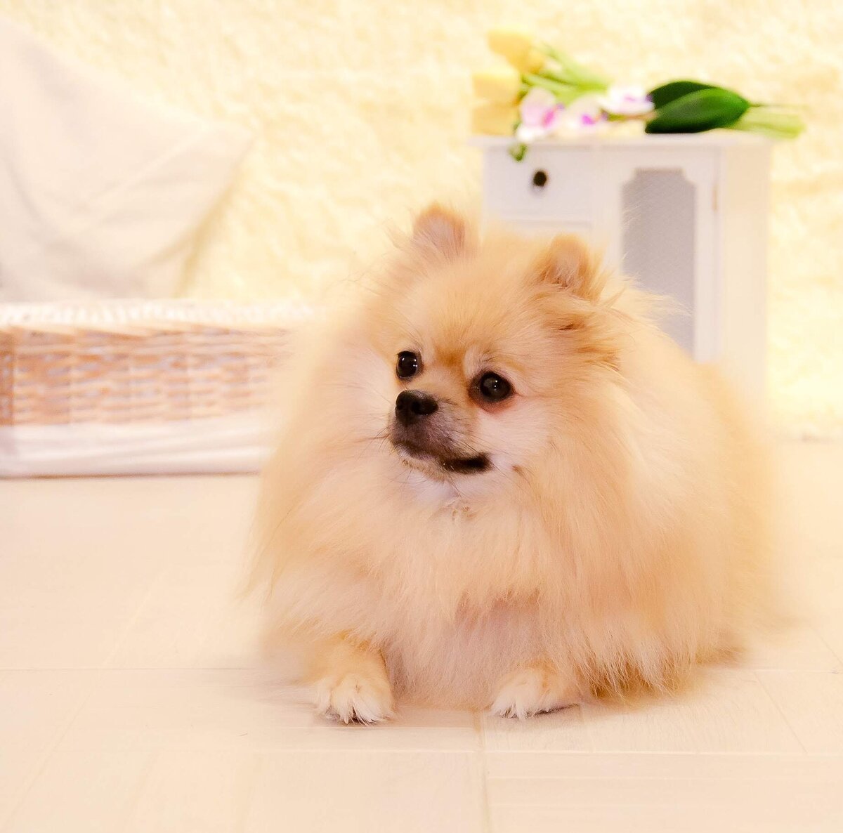 Мальтийский шпиц