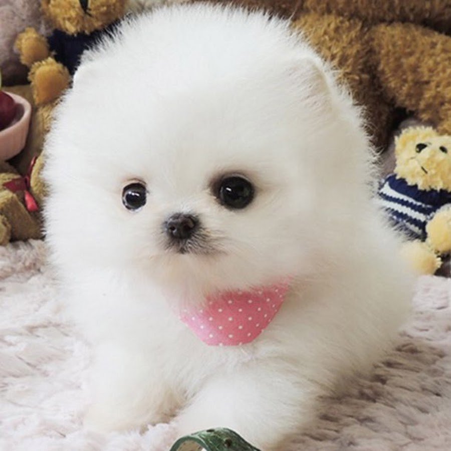 Японский шпиц карликовый померанский