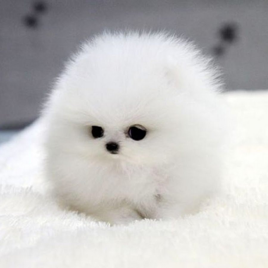 Шпиц маленький белый