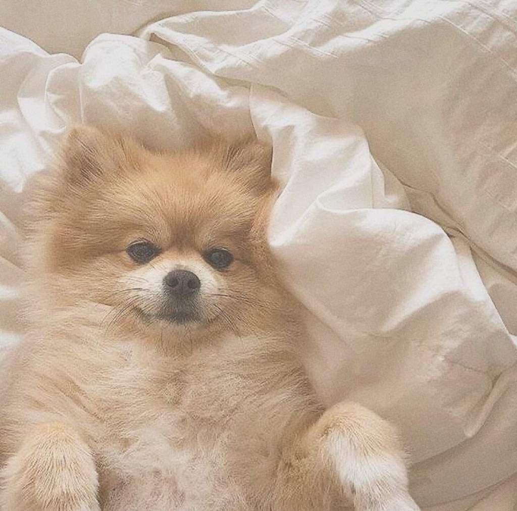 Померанский шпиц jiffpom белый