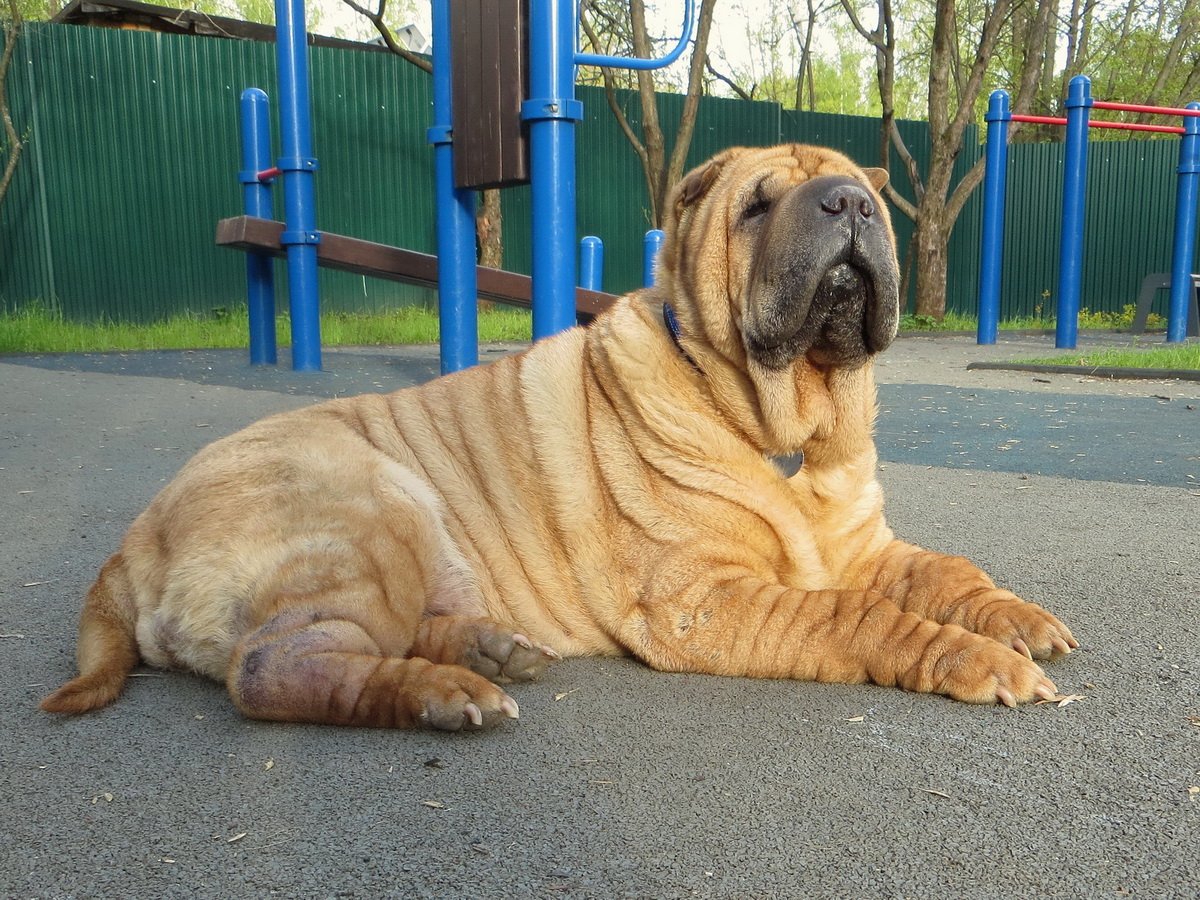 Шарпей с овчаркой