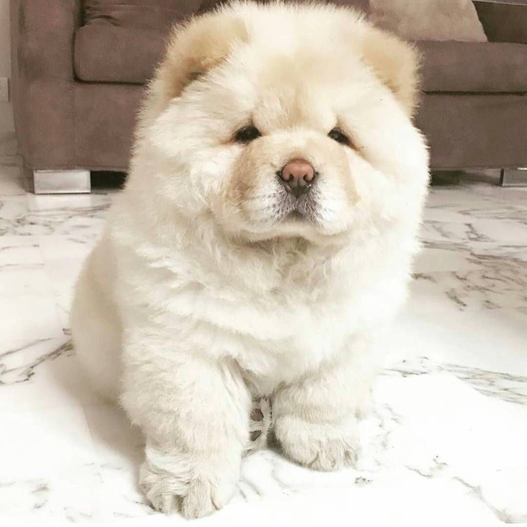 Шпиц померанский карликовый белый