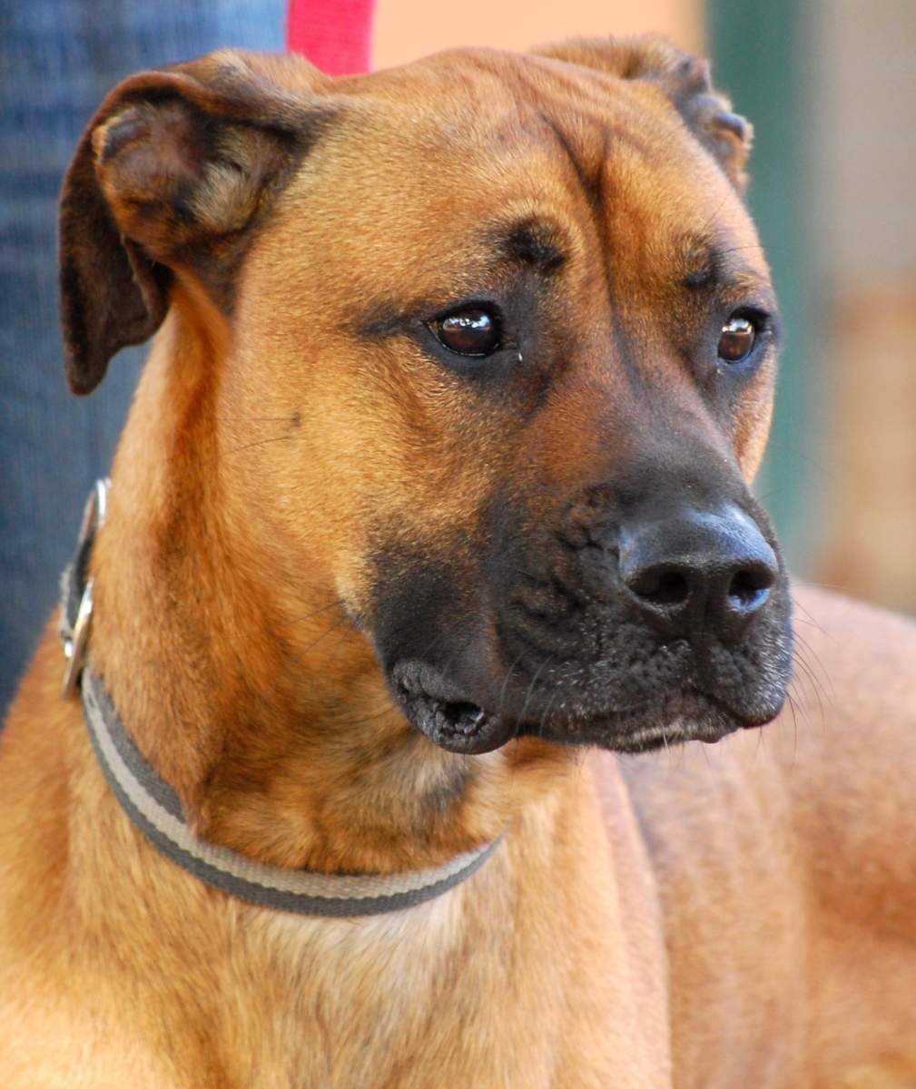 Метис шарпея и овчарки