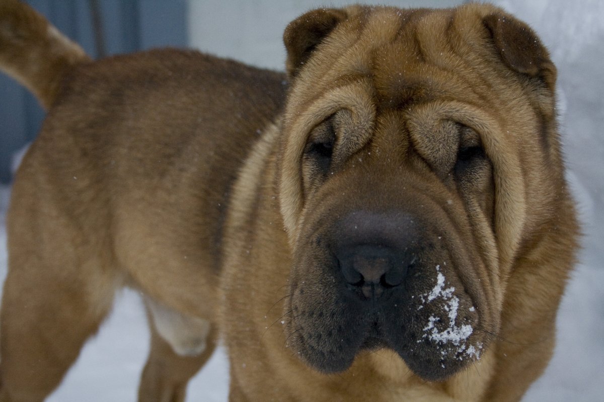 Метис шарпея и лабрадора