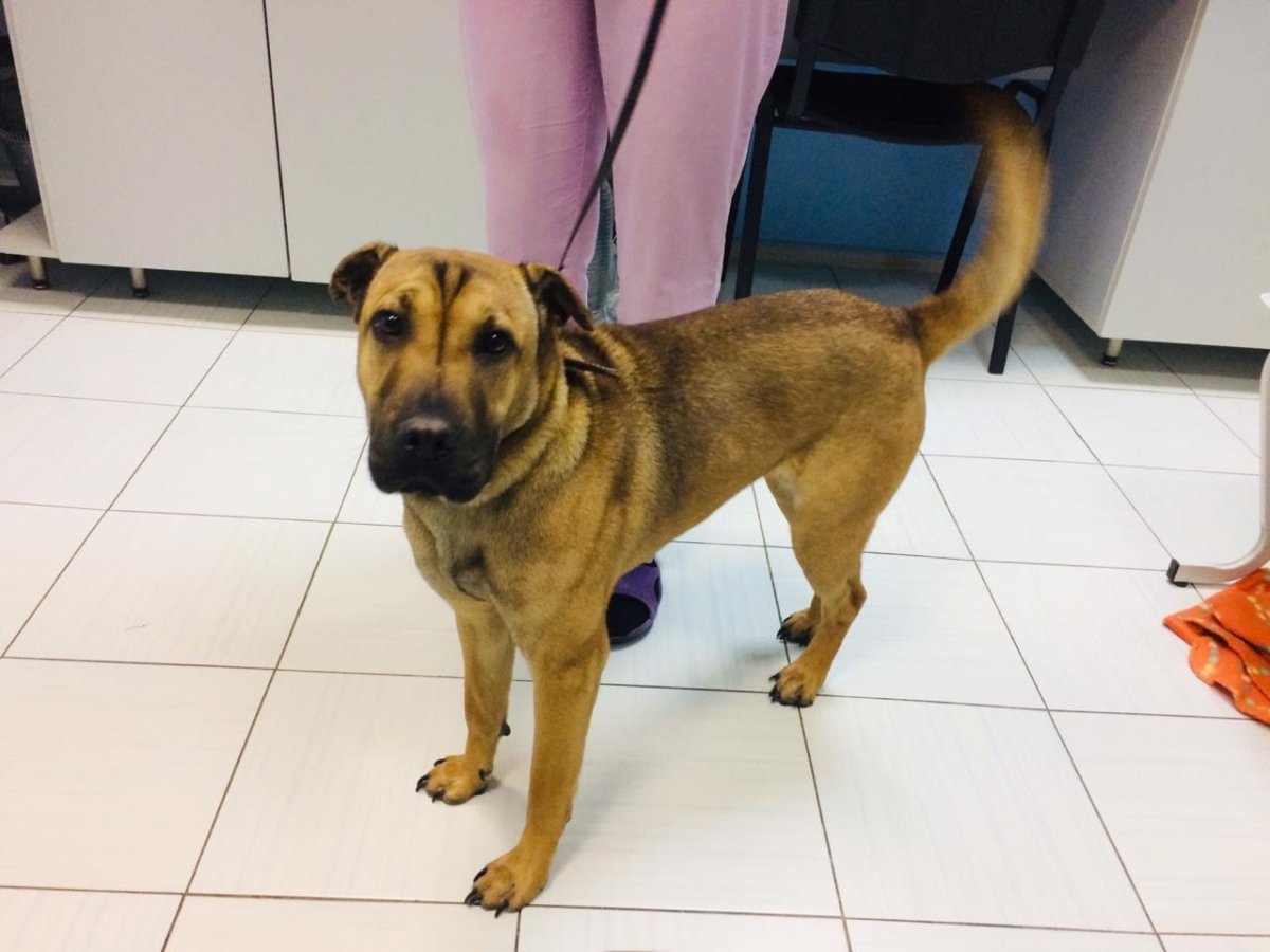 Метис шарпея и спаниеля