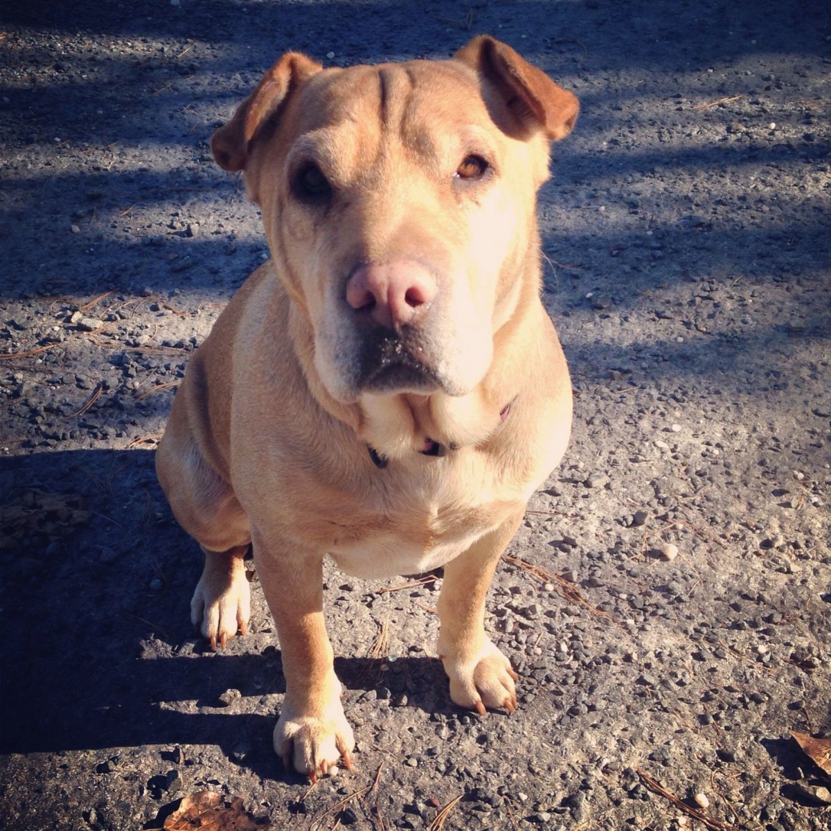 Метис шарпея