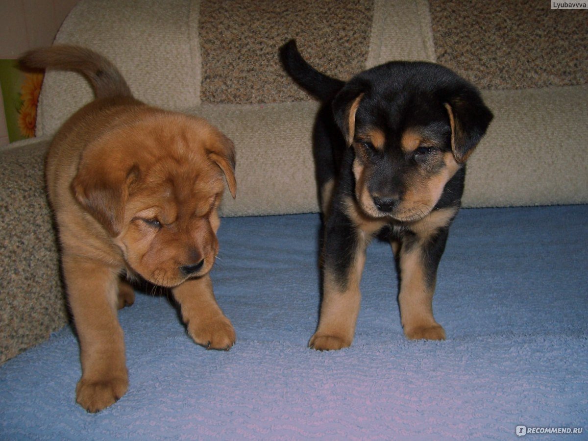 Помесь шарпея и дворняги