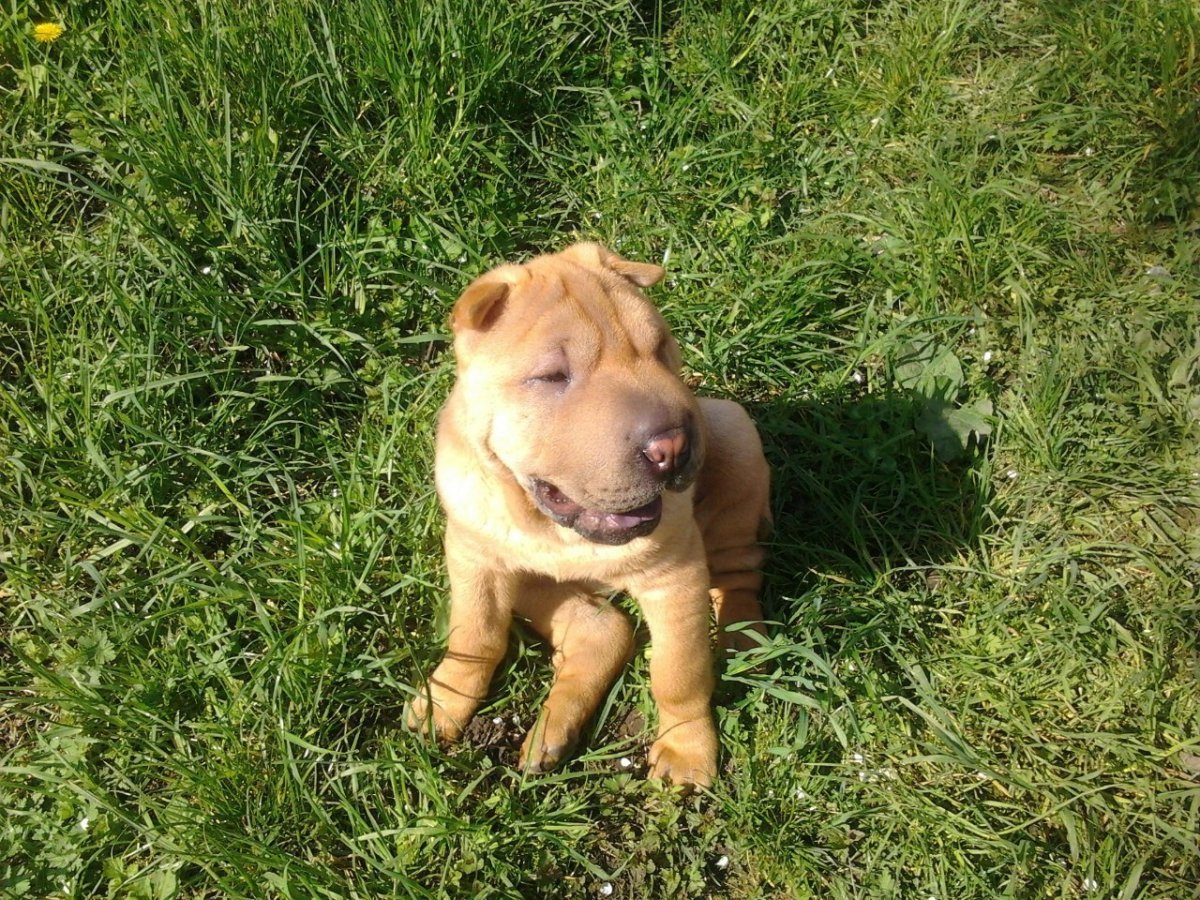 Метис шарпея