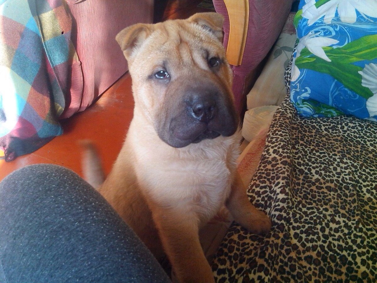 Шарпей и бульдог