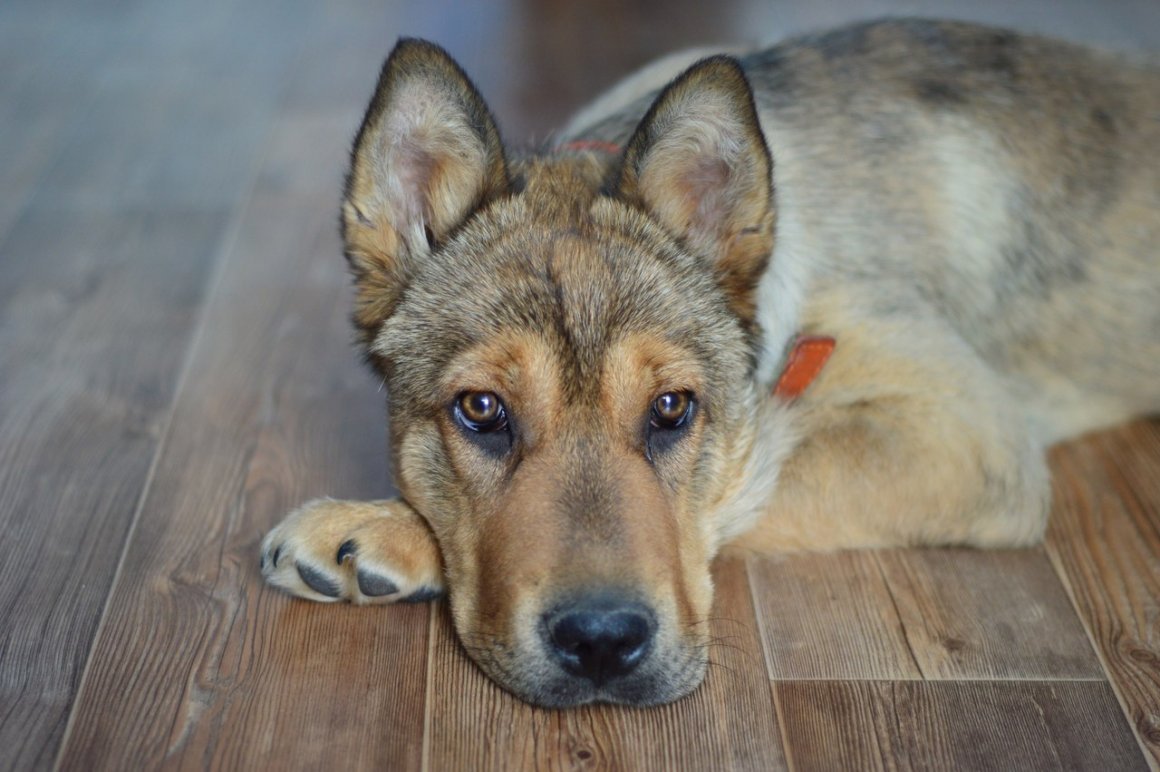 Помесь шарпея и питбуля