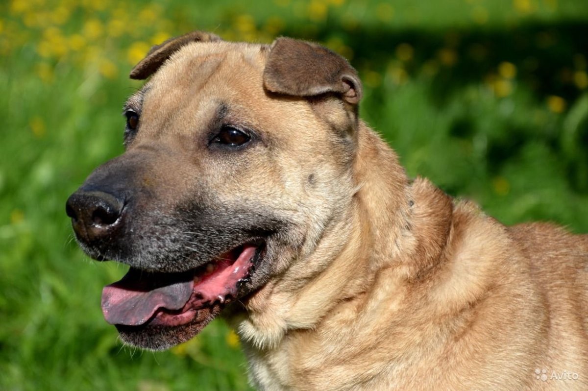 Смесь шарпея и хаски