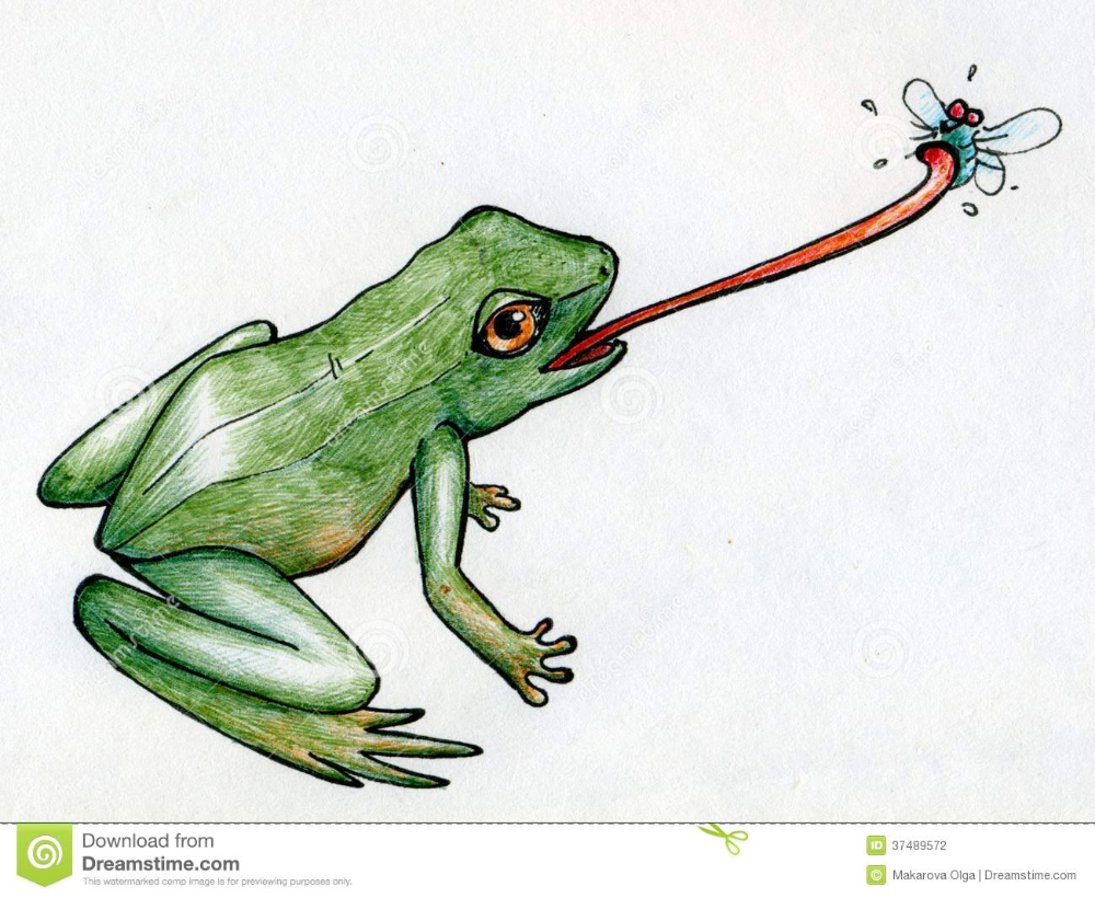 Лягушка рисунок