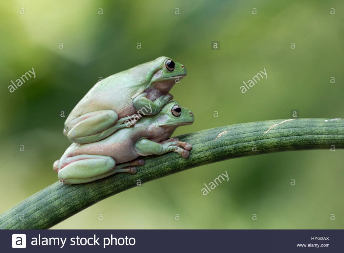 Лягушка на улитке